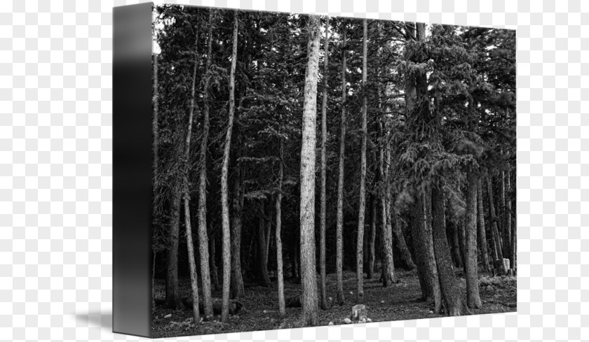 Forest Black And White /m/083vt Wood Tree PNG