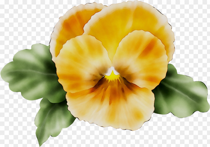 Pansy Yellow Cut Flowers Herbaceous Plant PNG
