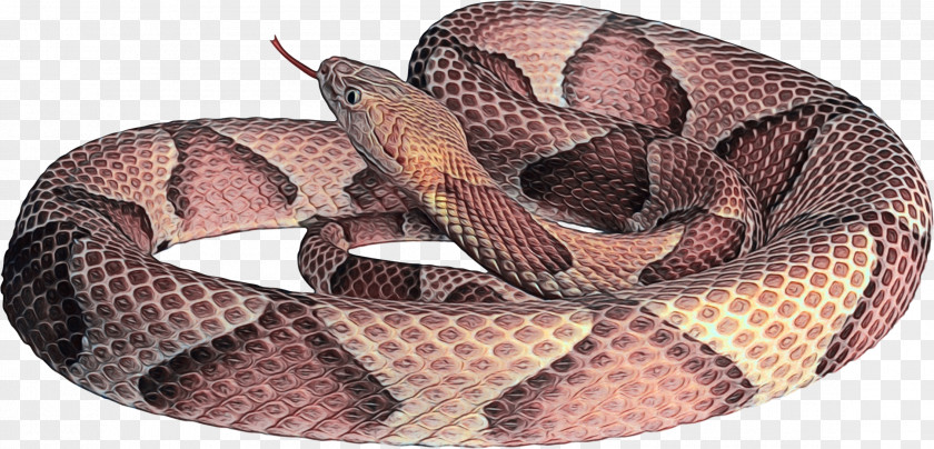 Python Family Boa Snake Cartoon PNG