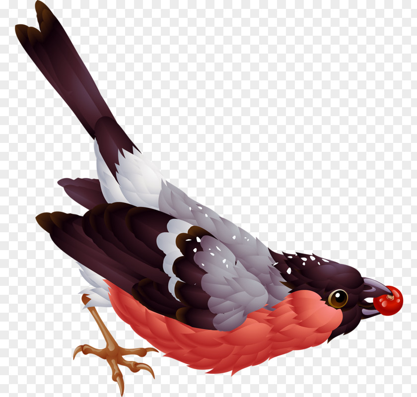 Bird Eurasian Bullfinch Clip Art PNG