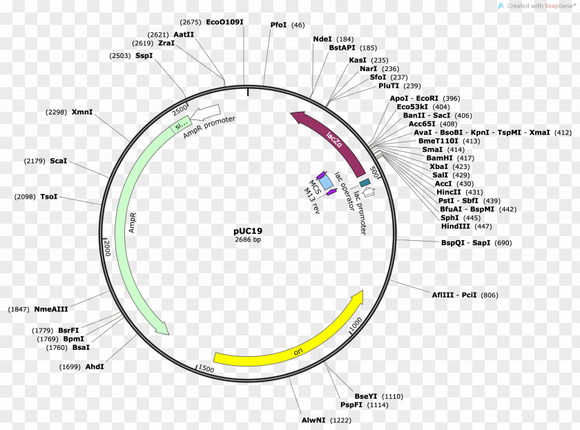 Expression Vector PUC19 Plasmid Restriction Map Multiple Cloning Site PNG