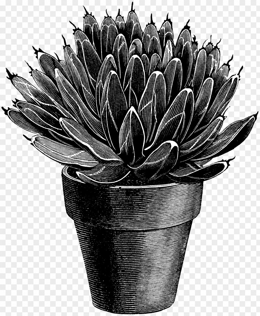 M FlowerpotAgave Images Black & White PNG