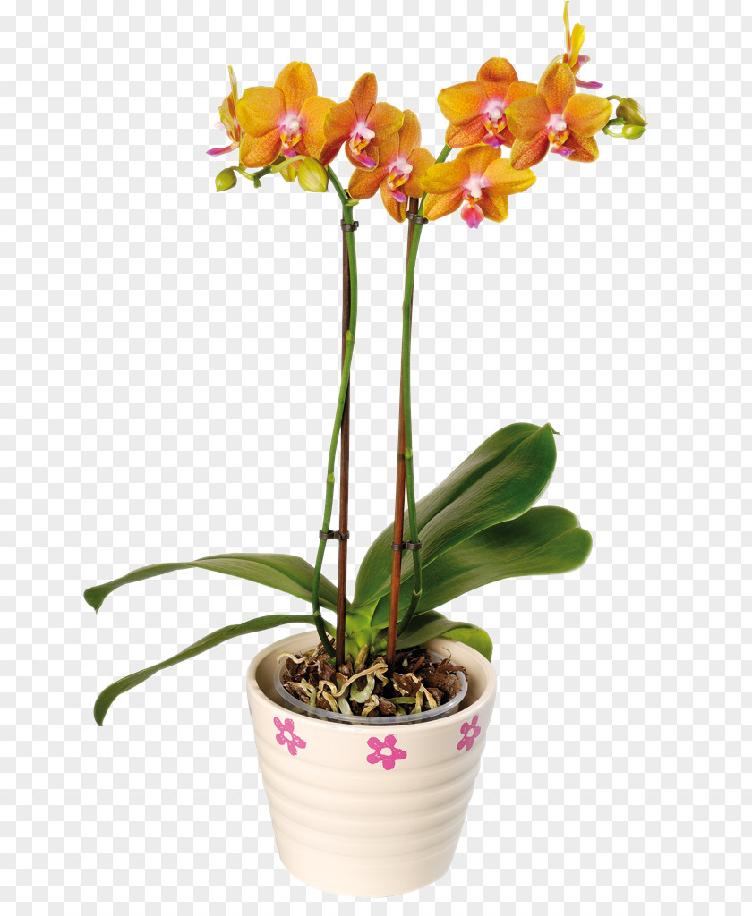 Orange Flower Floral Decoration Software Installed Moth Orchids Chrysanthemum Floristry PNG