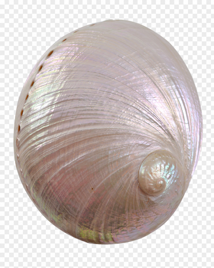 Seashell Cockle Clam Veneroida Conchology PNG