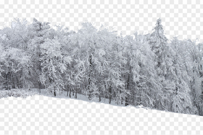 Snowy Forest Snow Stock.xchng Frost Tree PNG