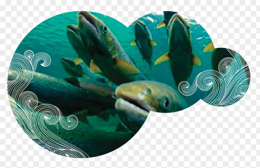 Sustentable AquAdvantage Salmon Chinook Coho Sockeye PNG