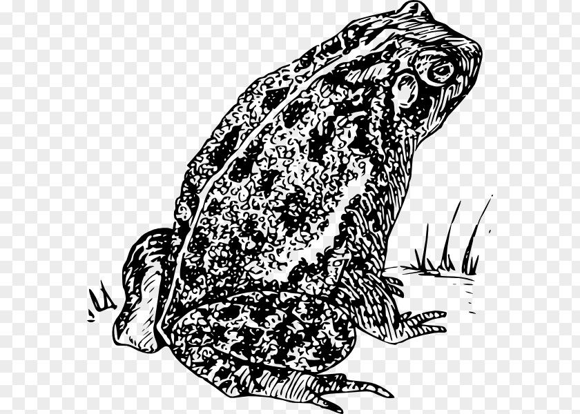 Toadblackandwhite Frog Amphibian Clip Art PNG