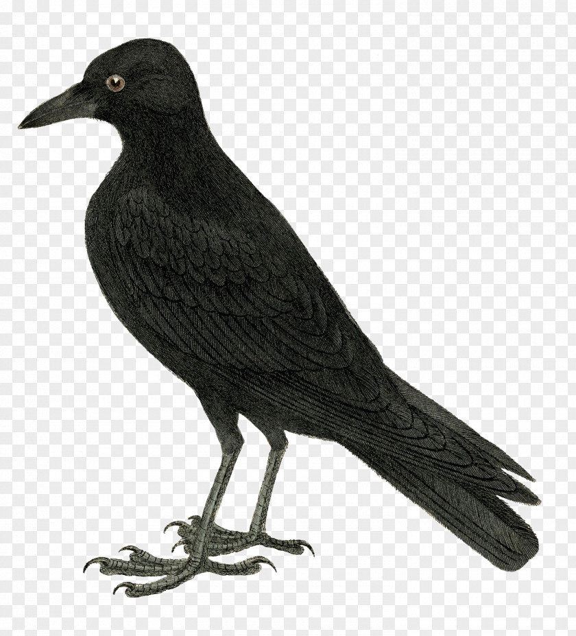 Bird Clip Art Crow Common Raven Openclipart PNG