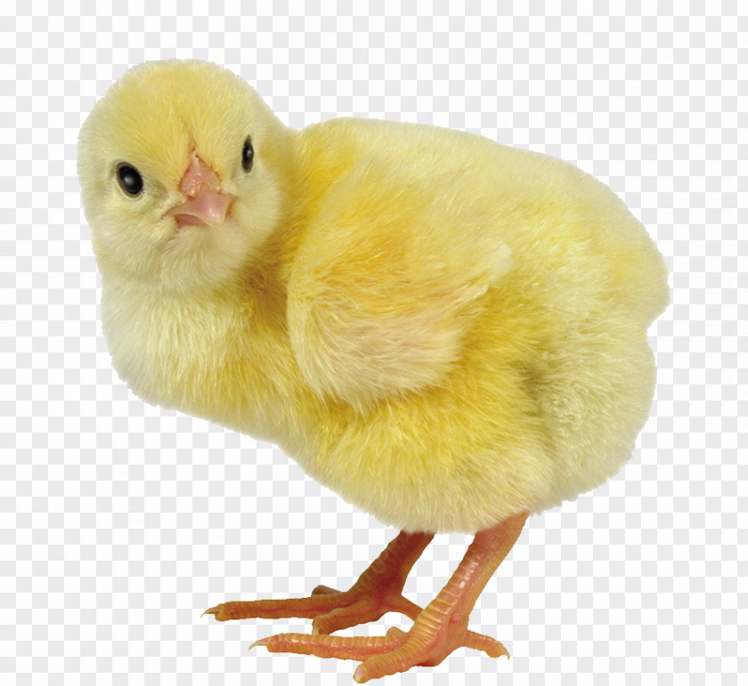 Cute Chick Faverolles Chicken Broiler Cobb Salad Chickens As Pets Egg PNG