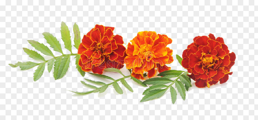 Flower Tagetes Plant Petal Lantana PNG