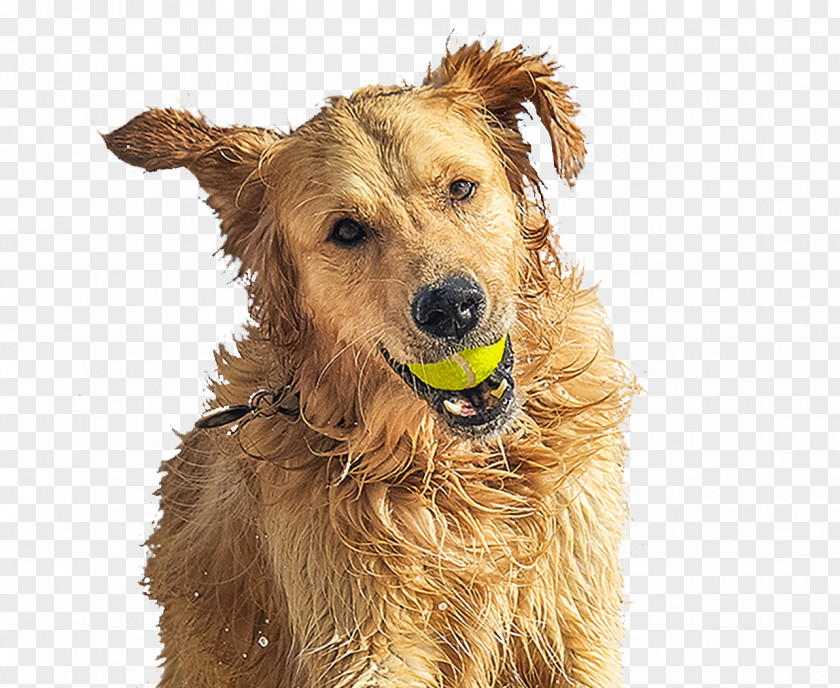 Golden Retriever Irish Terrier Dog Breed Companion PNG