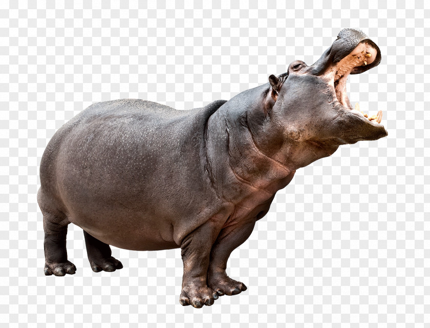 Hippo Animal PNG animal clipart PNG