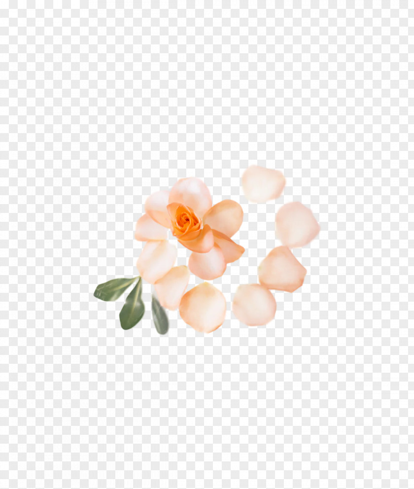 Petal Flower PNG