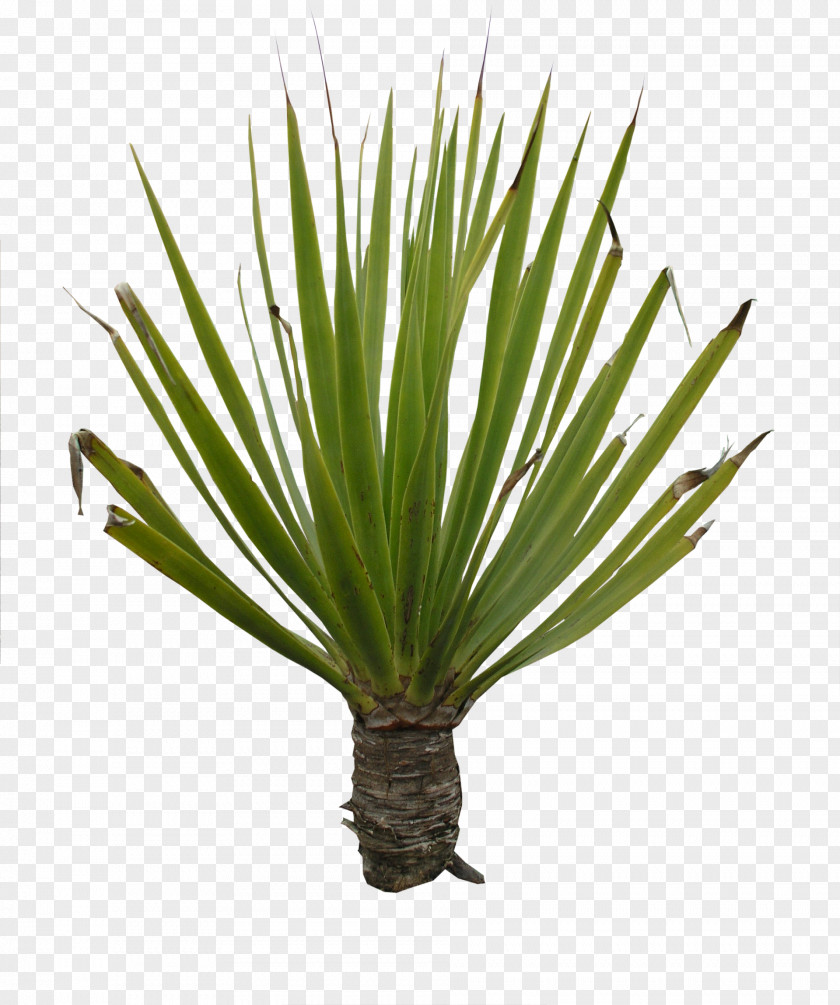 Plants Houseplant Agave Yucca PNG