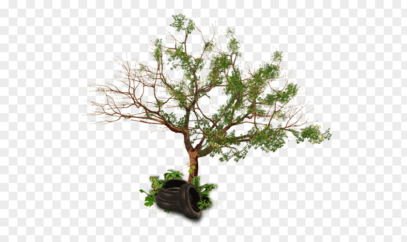 Tumble Weed Chinese Sweet Plum Flowerpot Branching Sageretia PNG