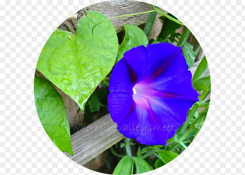 Beach Moonflower Annual Plant PNG