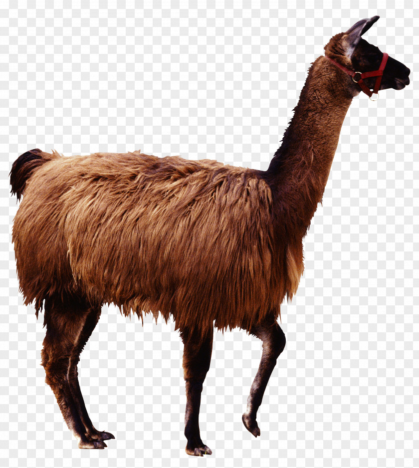 Camel Alpaca Llama Guanaco Camelids PNG