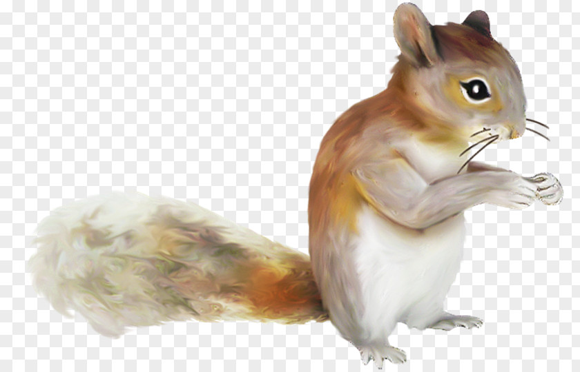Ardilla Chipmunk Squirrel PhotoScape PNG