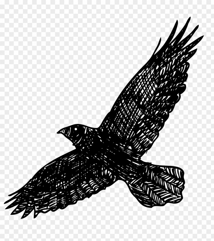 Vector Raven Common Bird Busker PNG