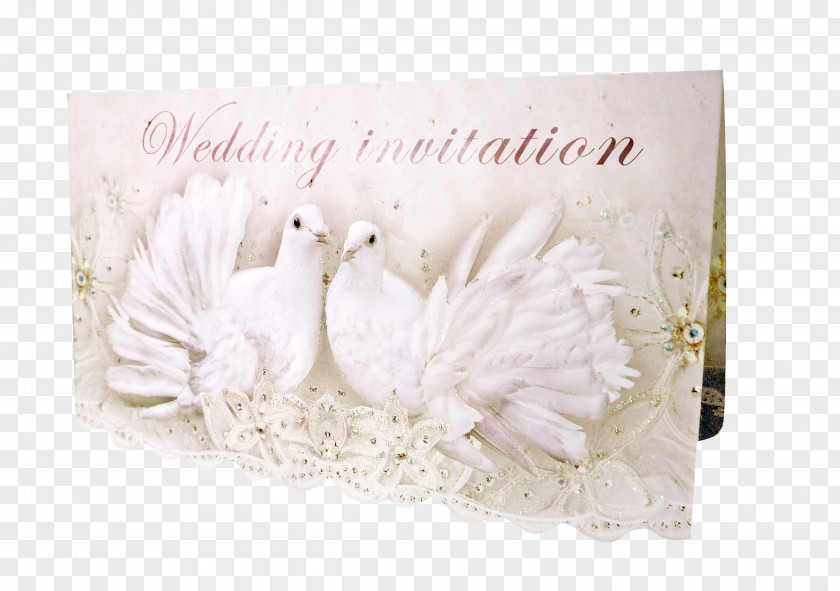 White Dove Paper Greeting & Note Cards Picture Frames Rectangle PNG
