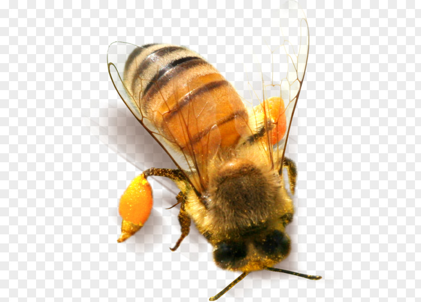Yellow Bee Insect Clip Art PNG