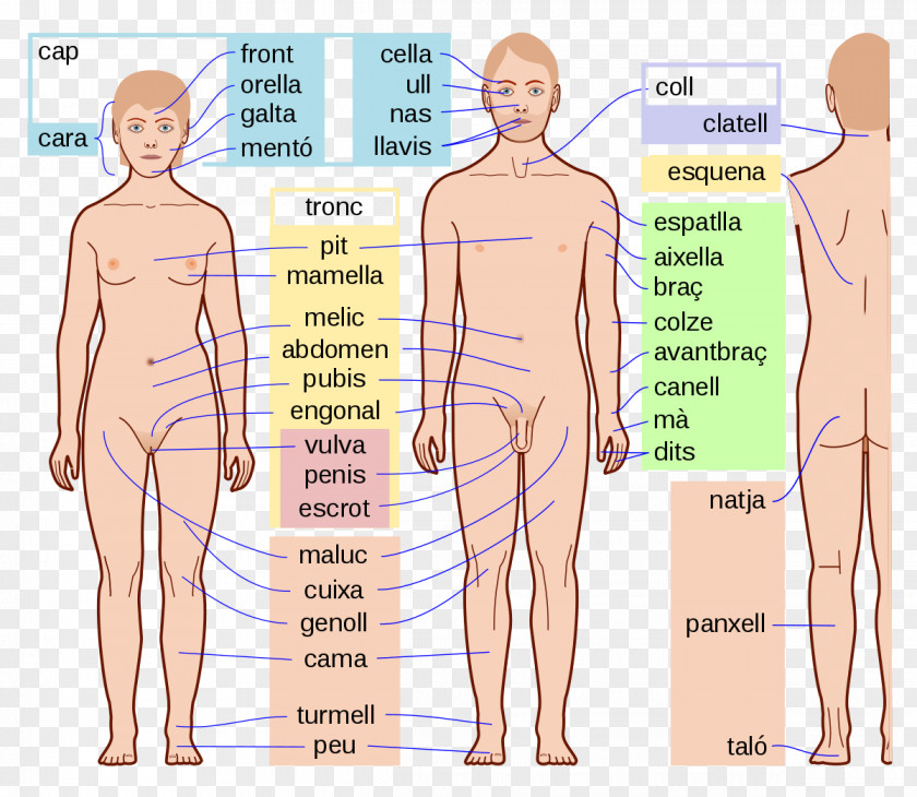 Arm Human Body Parts Anatomy Homo Sapiens PNG