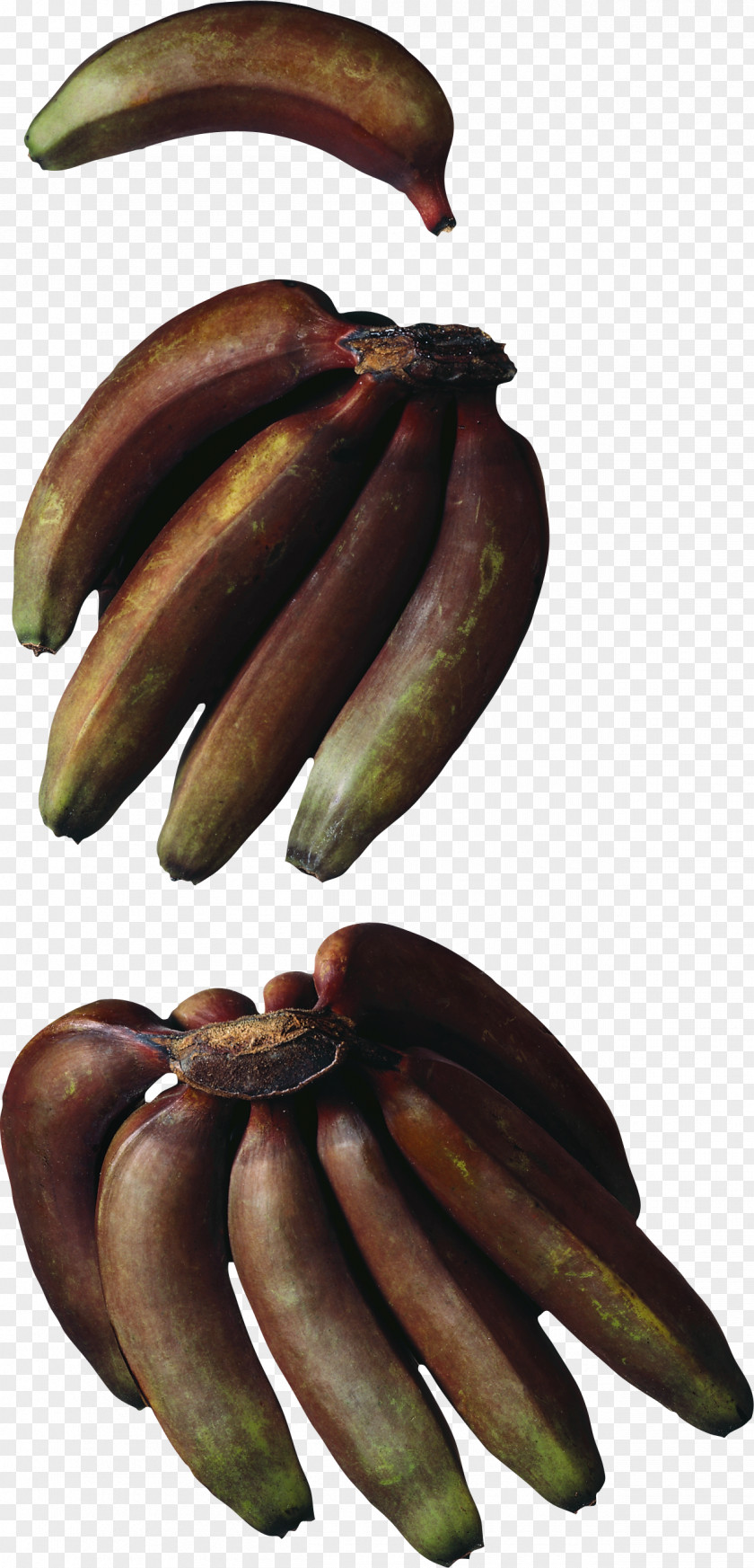 Cooking Banana Hardy Red Musa × Paradisiaca PNG