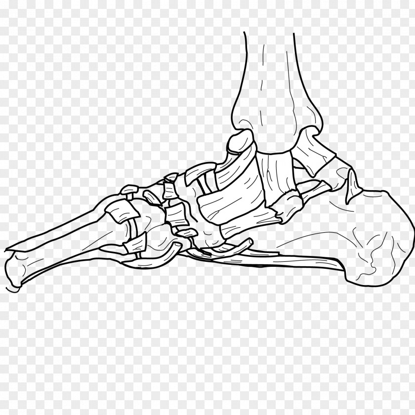 Human Skeleton Joint Bone Body PNG