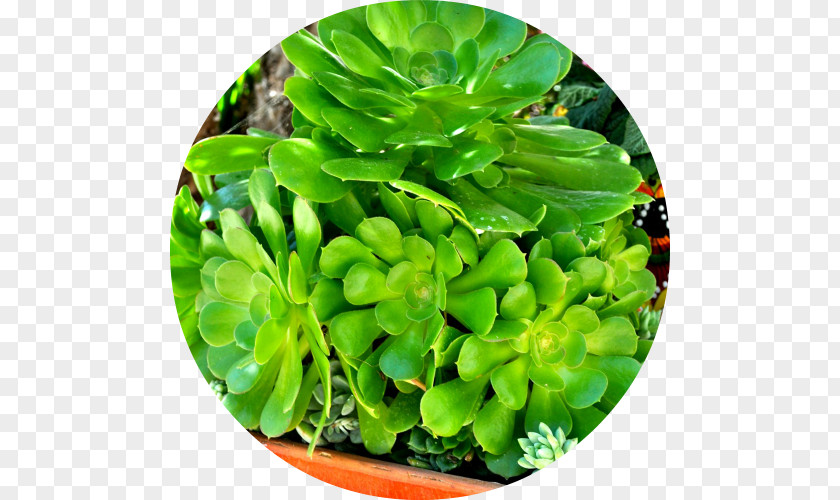 Succulent Hardy Succulents: Tough Plants For Every Climate Plant Encinitas Leaf Wedding PNG