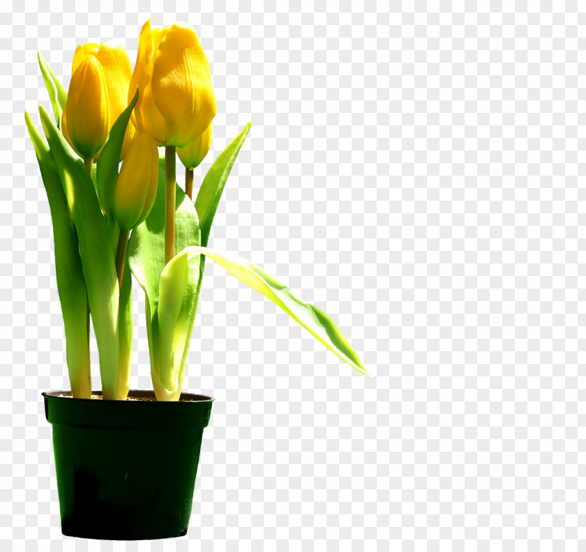 Tulip Cut Flowers Floral Design Plant Stem PNG