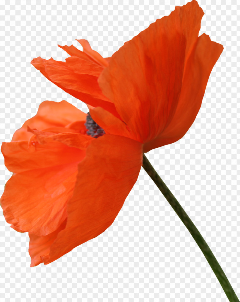 Wheat Fealds Common Poppy Opium Remembrance PNG