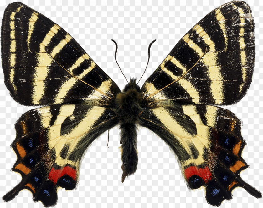 Butterfly Japanese Luehdorfia Mt. Ryumon Western Tiger Swallowtail PNG