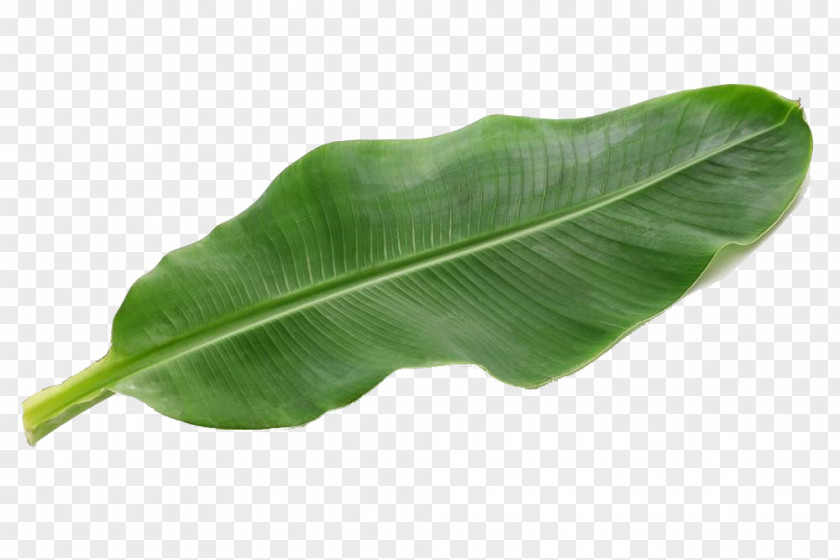 Emerald Green Banana Leaf Picture Pisang Goreng Food PNG