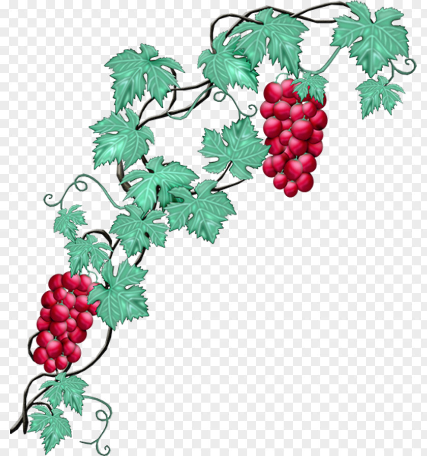 Grape Common Vine Wine Concord PNG