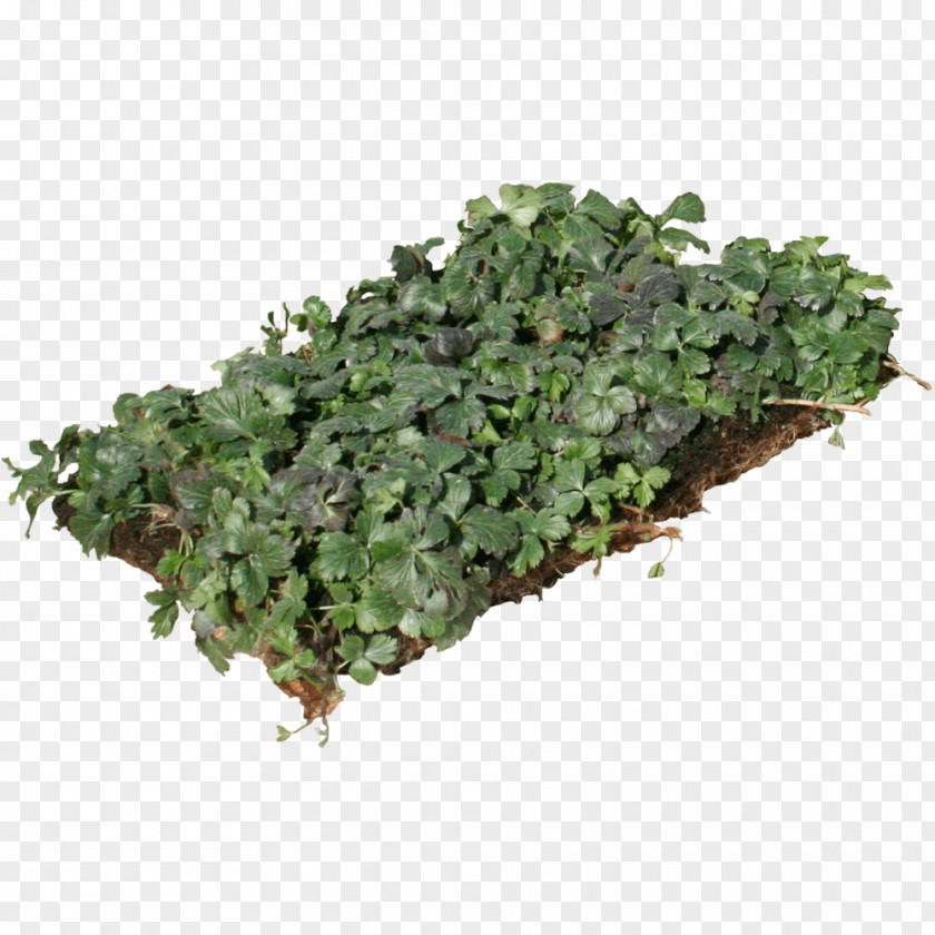 Ground Cover Myrtle Groundcover Perennial Plant Evergreen Plants PNG