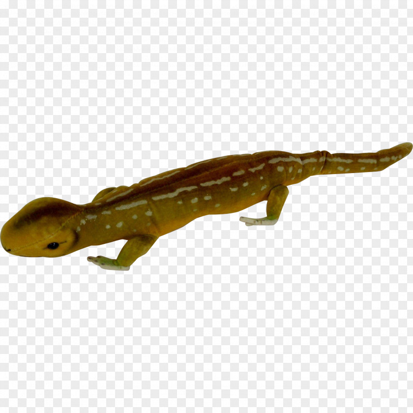 Lizard Newt Amphibian Reptile Terrestrial Animal PNG