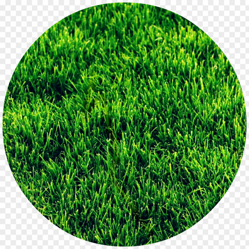 Lovely Grass Lawn Thatch High-definition Television Color PNG