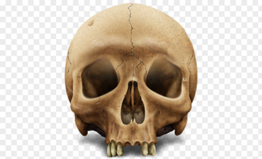 Skull Human Skeleton PNG