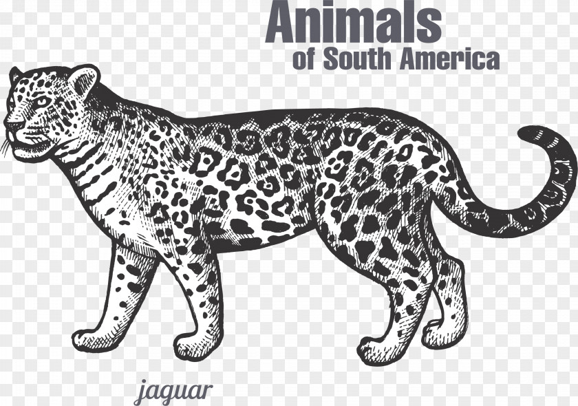 South America Leopard Jaguar Tiger Black Panther Felidae PNG