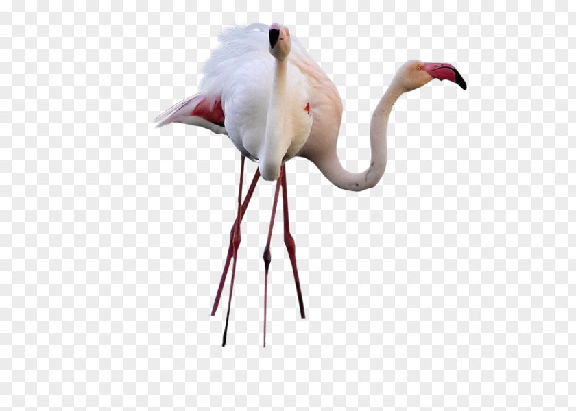 Bird Greater Flamingo Desktop Wallpaper High-definition Television PNG