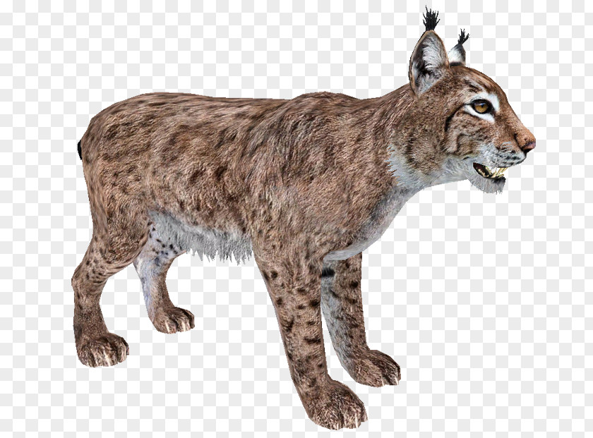 Lynx Zoo Tycoon 2 Eurasian Felidae Canada Bobcat PNG