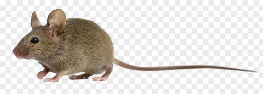 Mouse Computer Rat Photography PNG