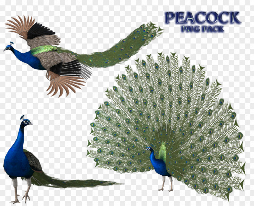 Peacock Peafowl Feather Open XML Paper Specification PNG