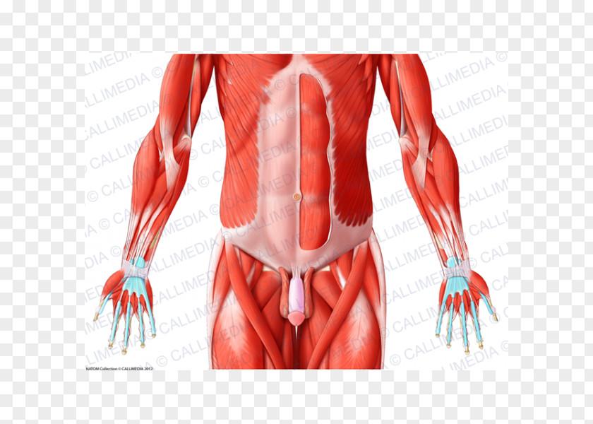 Pelvis Muscles Of The Hip Abdomen Human Body PNG