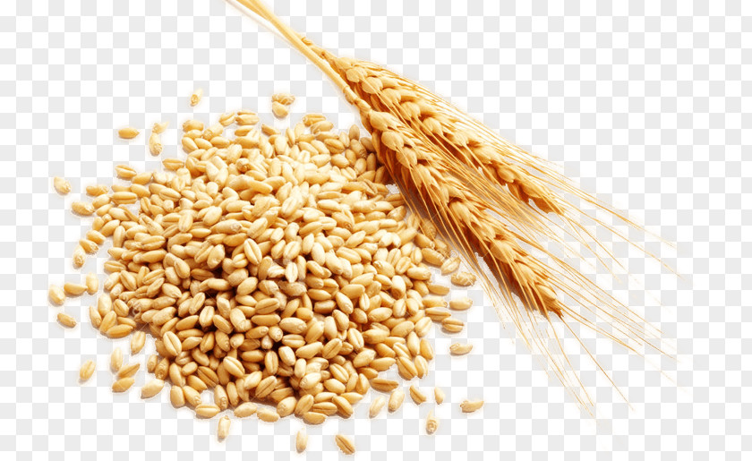 Rice Cereal Grain Harvest PNG
