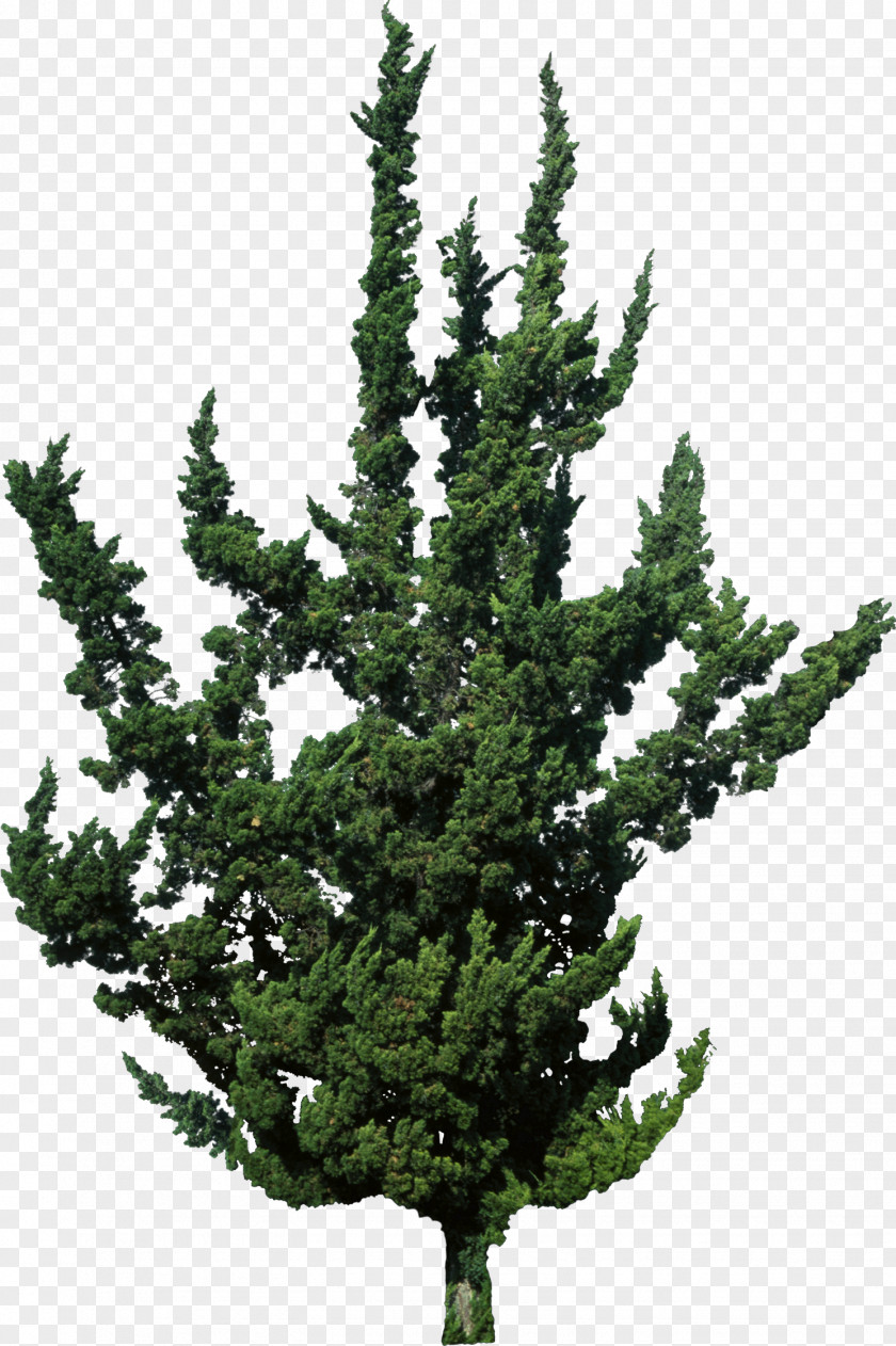 Shrubs Spruce Juniperus Chinensis Var. Kaizuka Evergreen Tree Pine PNG