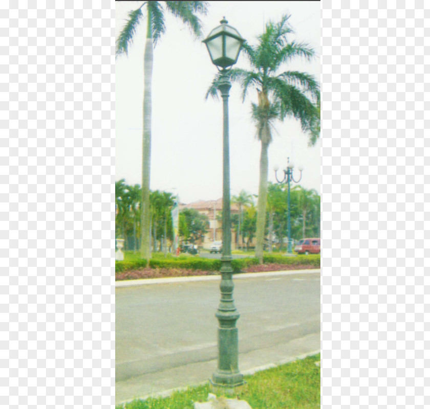 Street Light Utility Pole Lamp Asian Palmyra Palm PNG