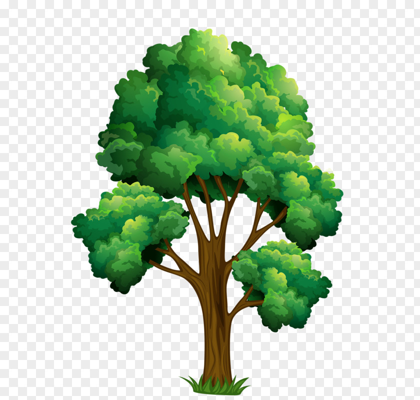 Tree Clip Art Vector Graphics Illustration Oak PNG