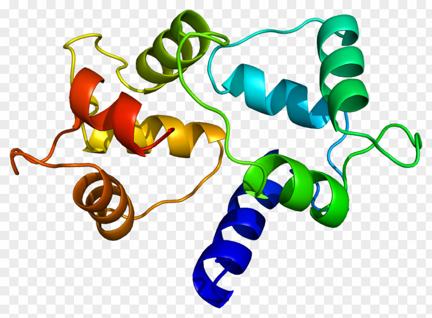 Calmodulin 1 CALM3 CALM2 Protein PNG