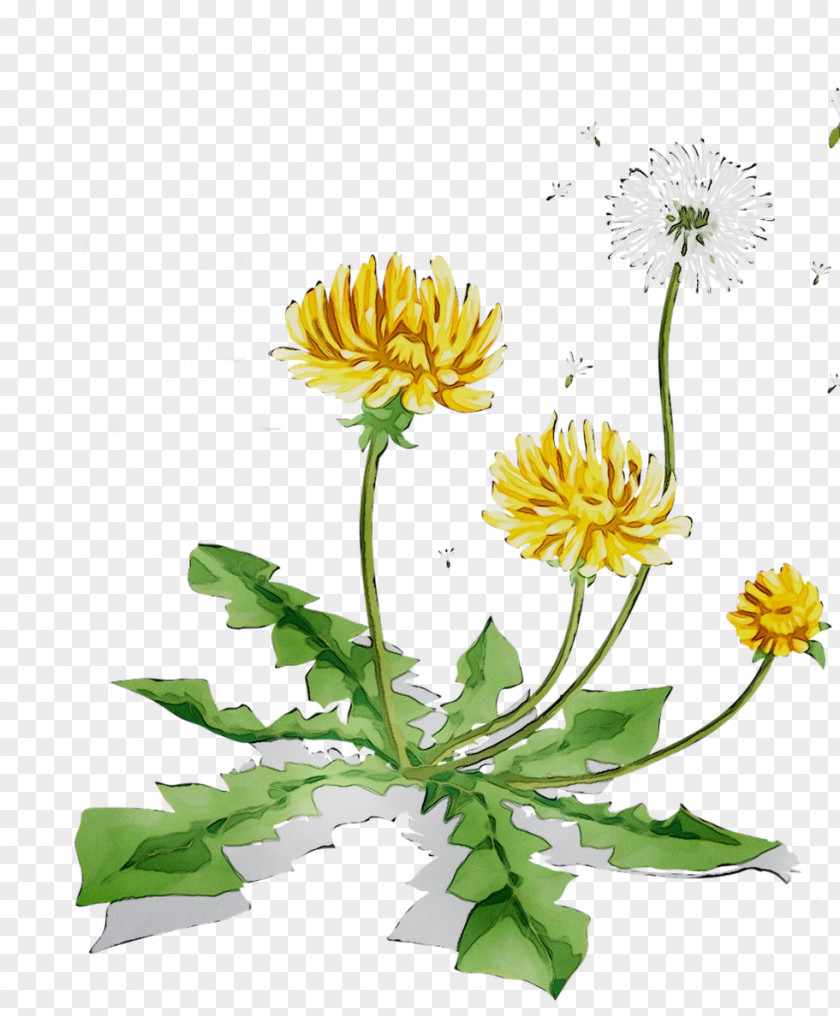 Dandelion Chrysanthemum Marguerite Daisy Safflower Cut Flowers PNG